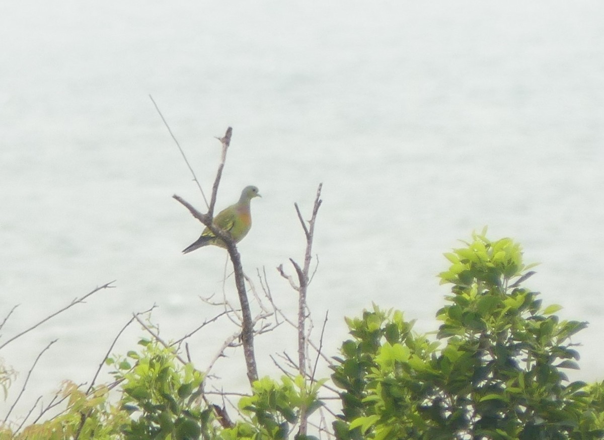 Orange-breasted Green-Pigeon - ML619992724