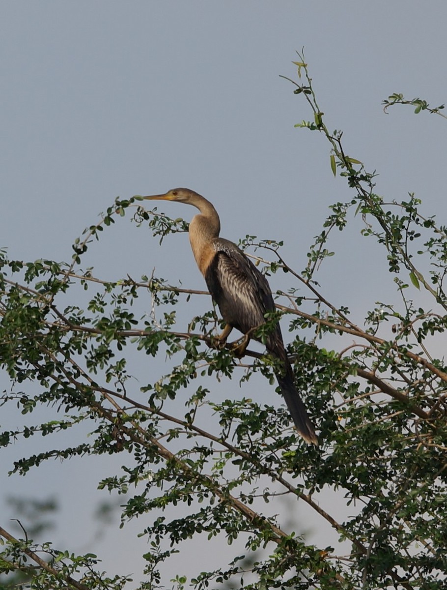 Anhinga - ML619992726