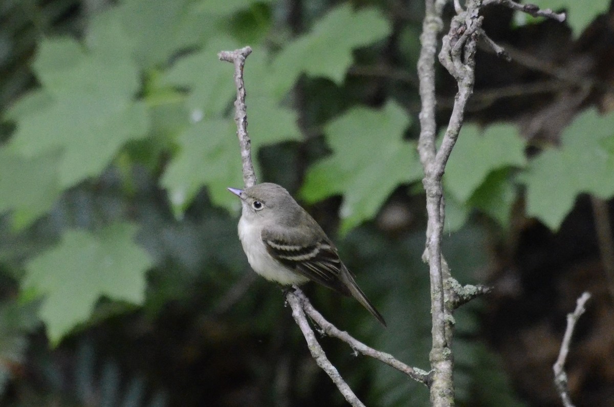 Acadian Flycatcher - ML619992727