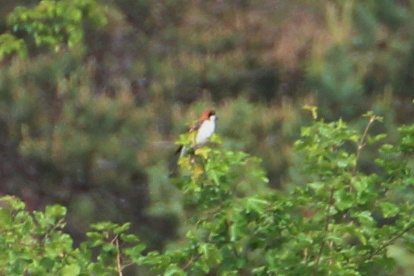 Woodchat Shrike - ML619992728