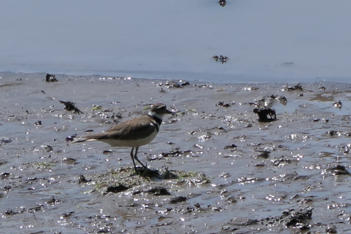 Killdeer - ML619992729