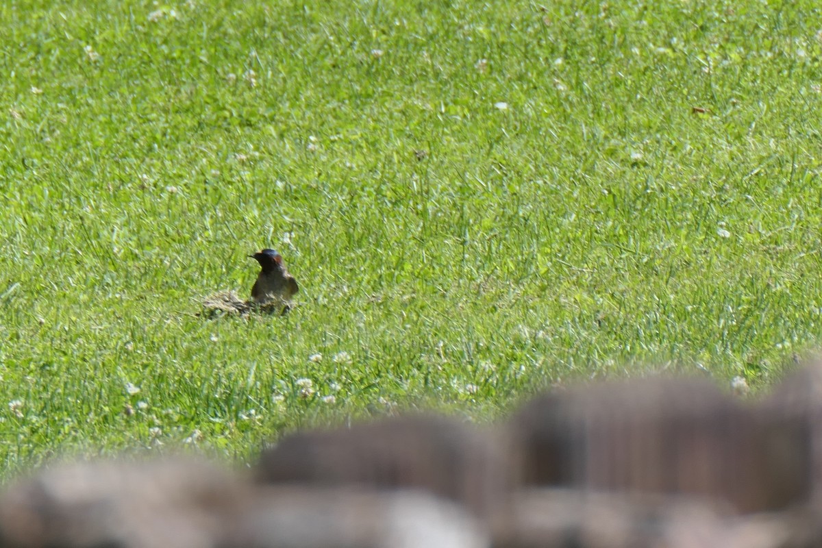 Cliff Swallow - ML619992739