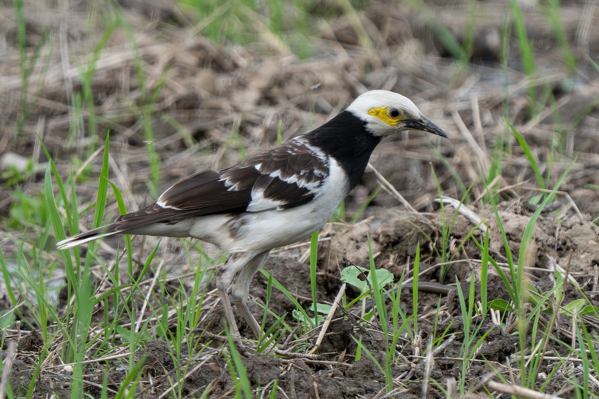 Black-collared Starling - ML619992754