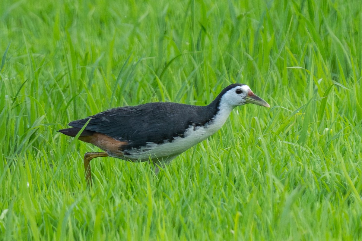 White-breasted Waterhen - ML619992759