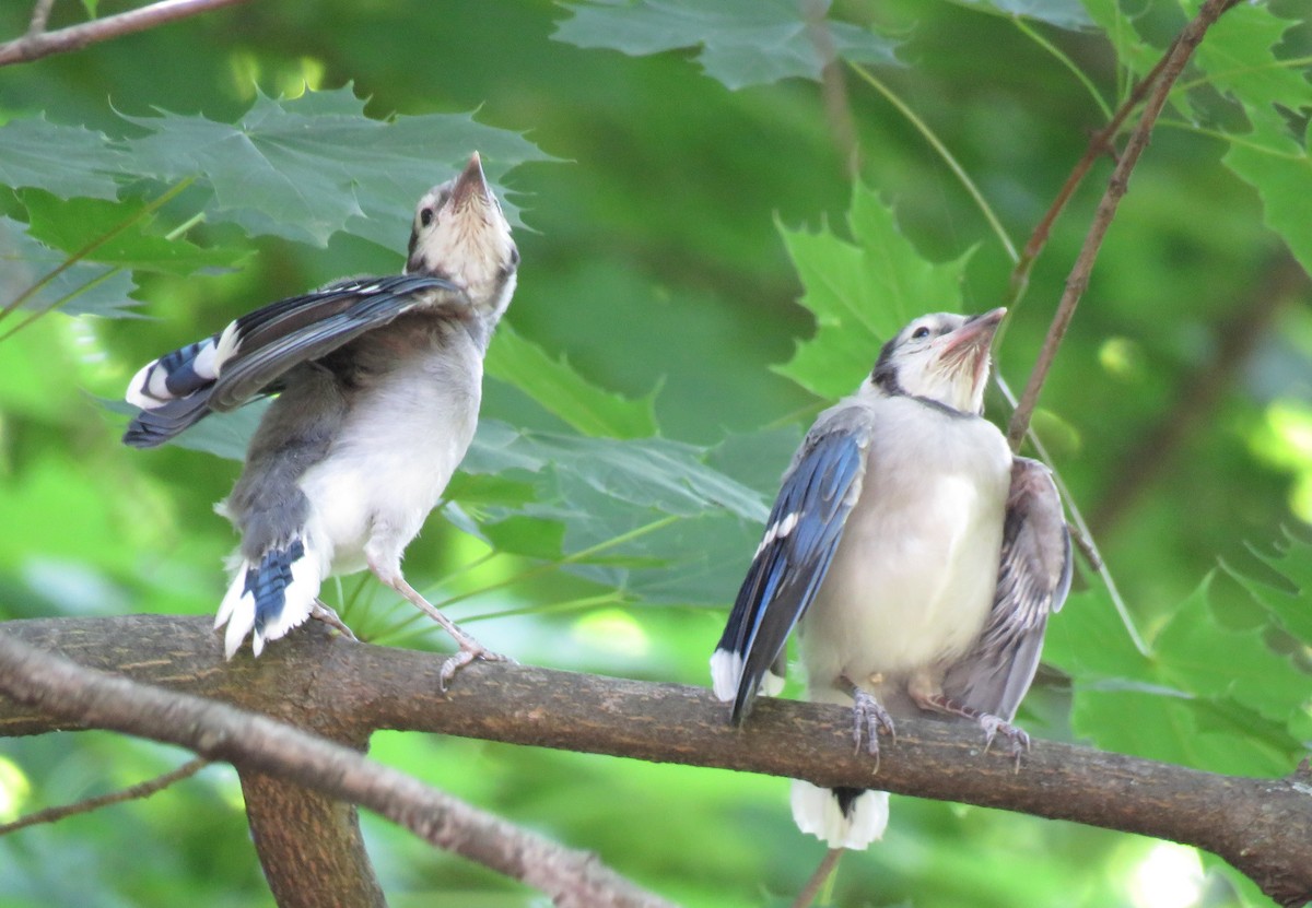 Blue Jay - ML619992763