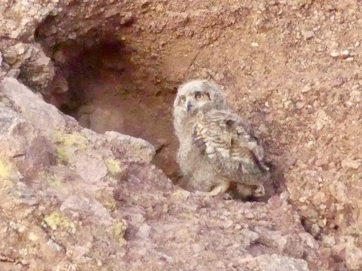 Great Horned Owl - ML619992765