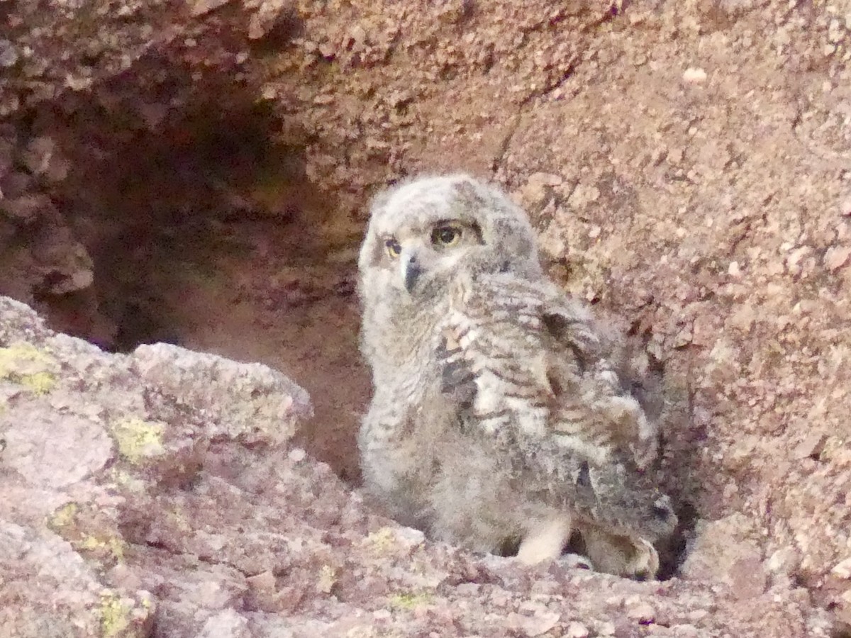 Great Horned Owl - ML619992766