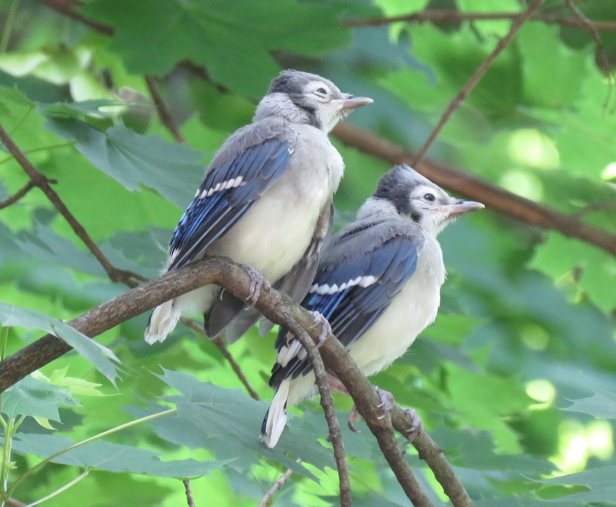 Blue Jay - ML619992769