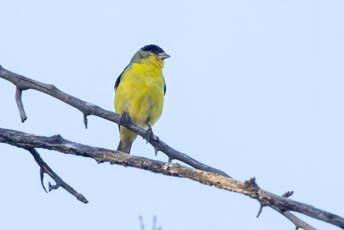 Lesser Goldfinch - ML619992771