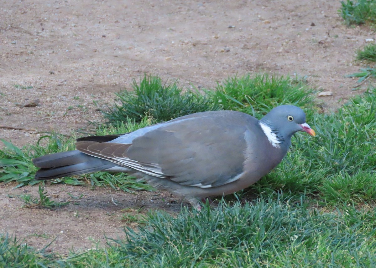 Common Wood-Pigeon - ML619992772