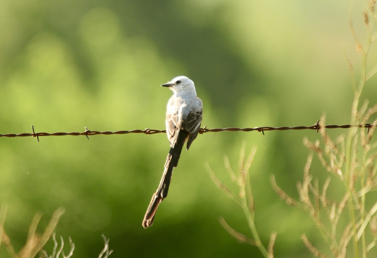 Scissor-tailed Flycatcher - ML619992777