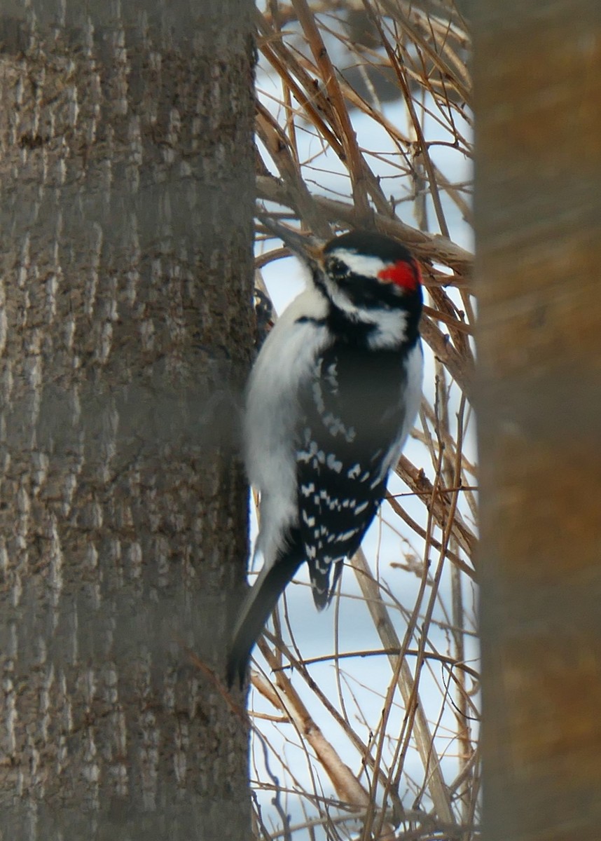 Hairy Woodpecker - ML619992778