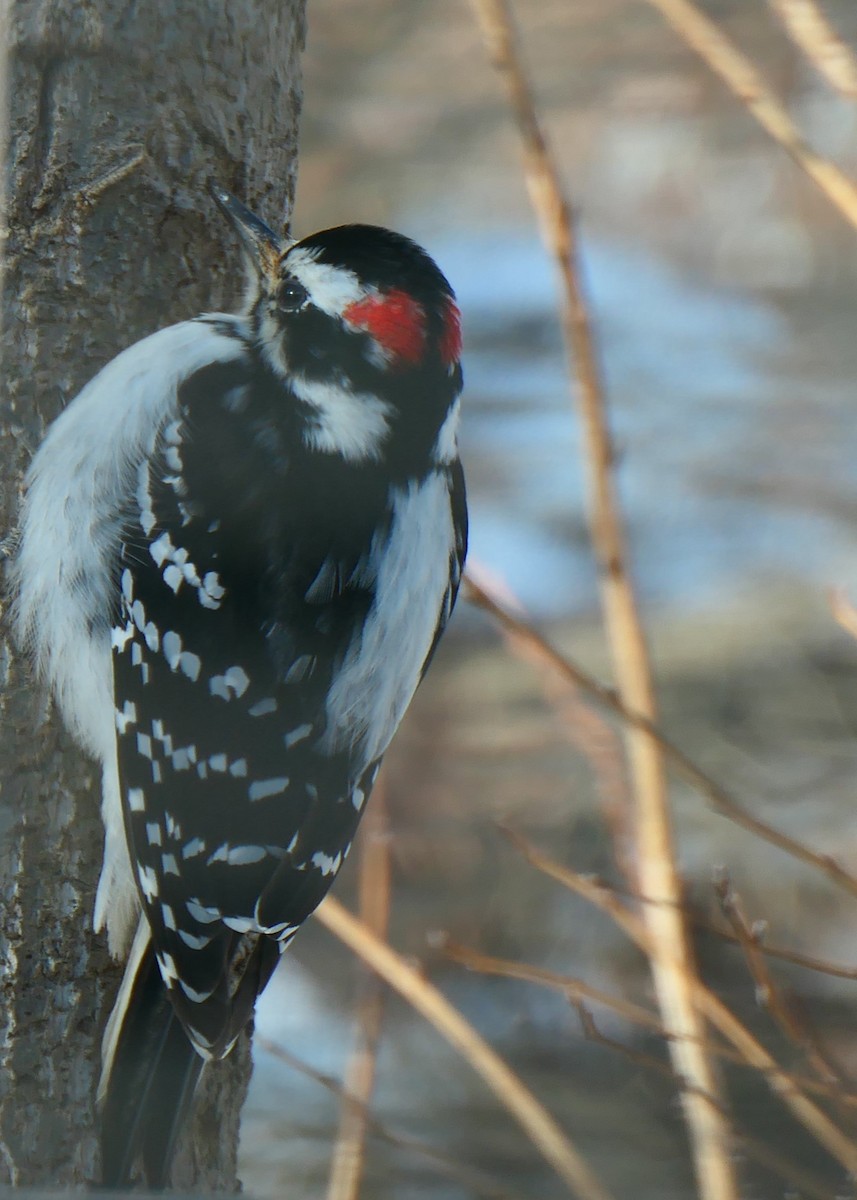 Hairy Woodpecker - ML619992779