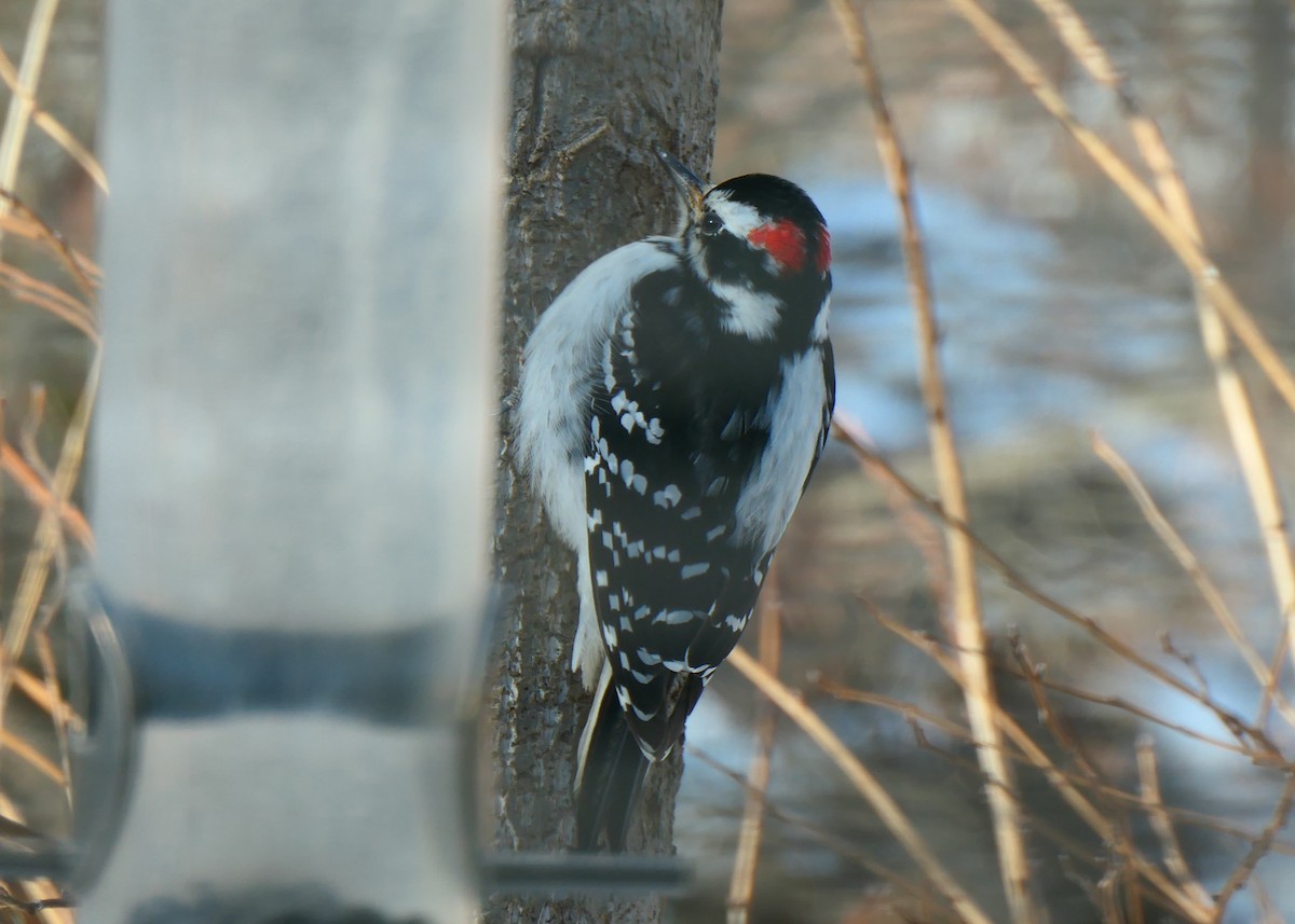 Hairy Woodpecker - ML619992780