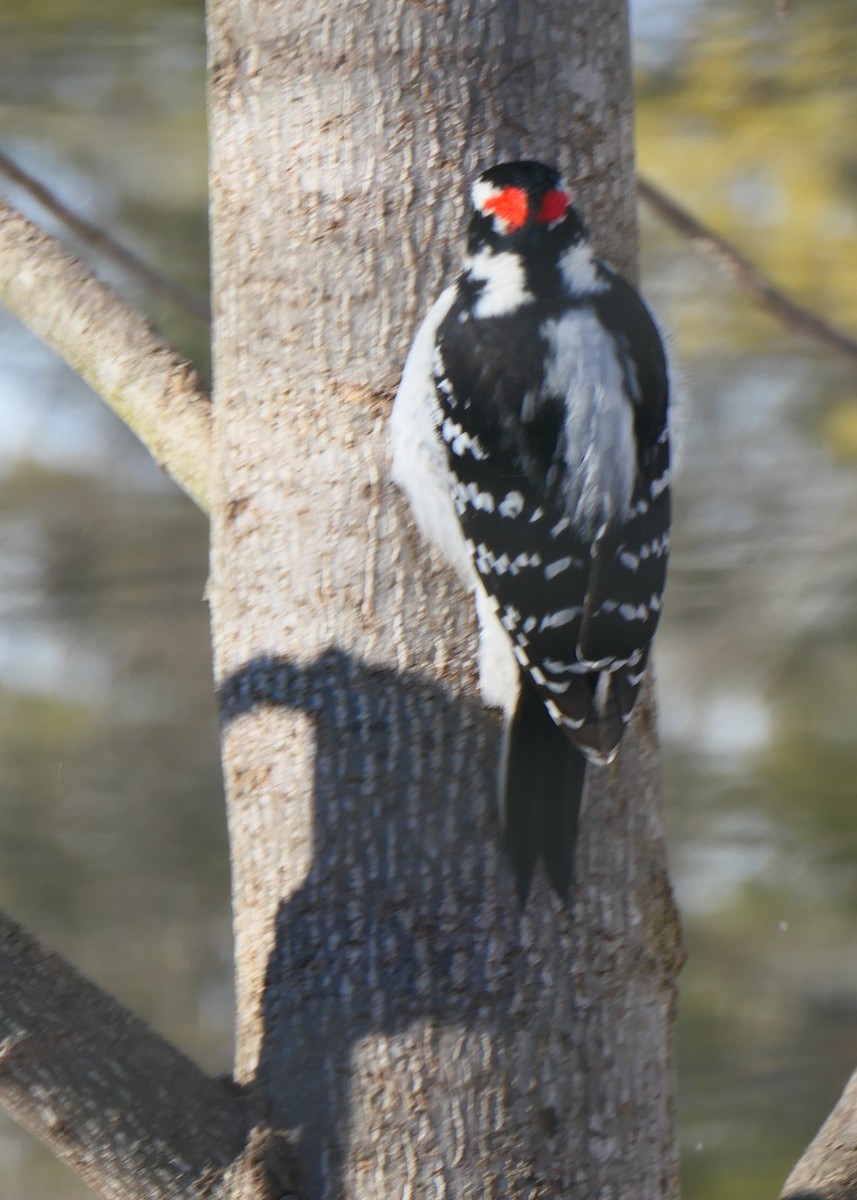 Hairy Woodpecker - ML619992781