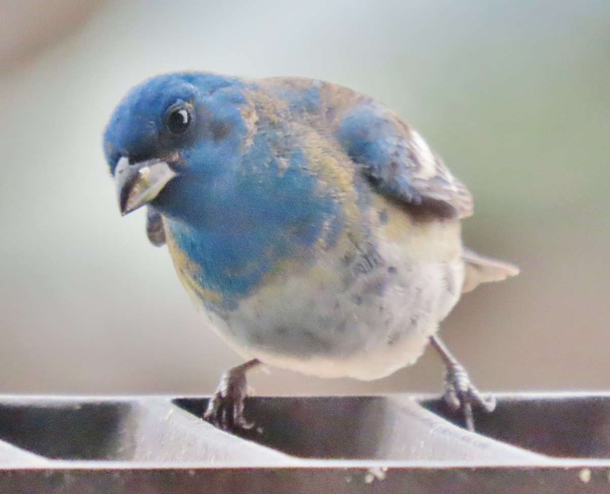 Lazuli Bunting - ML619992782