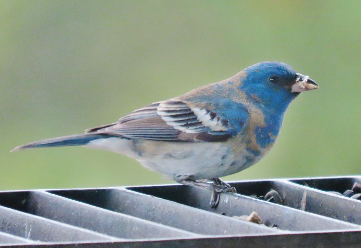 Lazuli Bunting - ML619992791