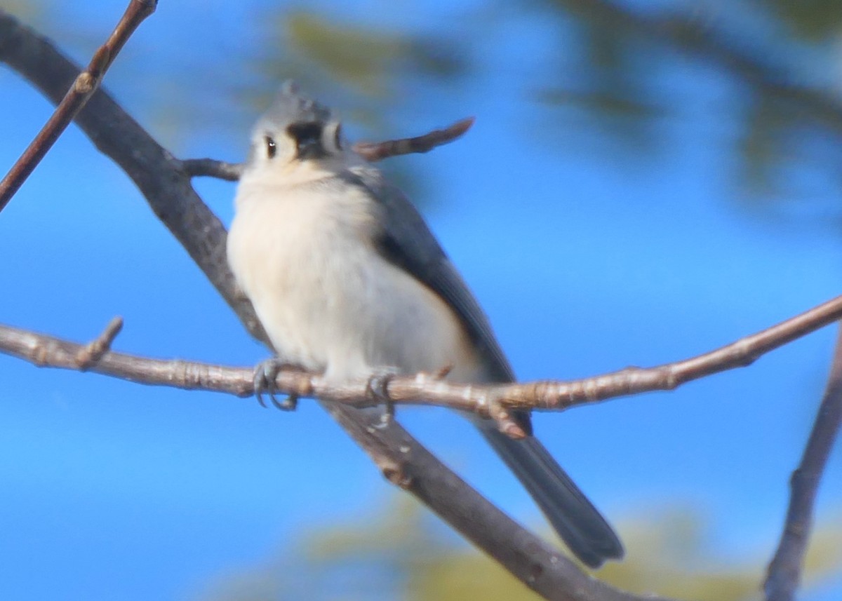 Tufted Titmouse - ML619992793