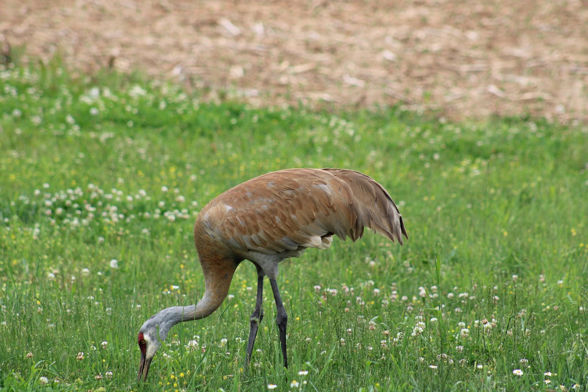 Sandhill Crane - ML619992802