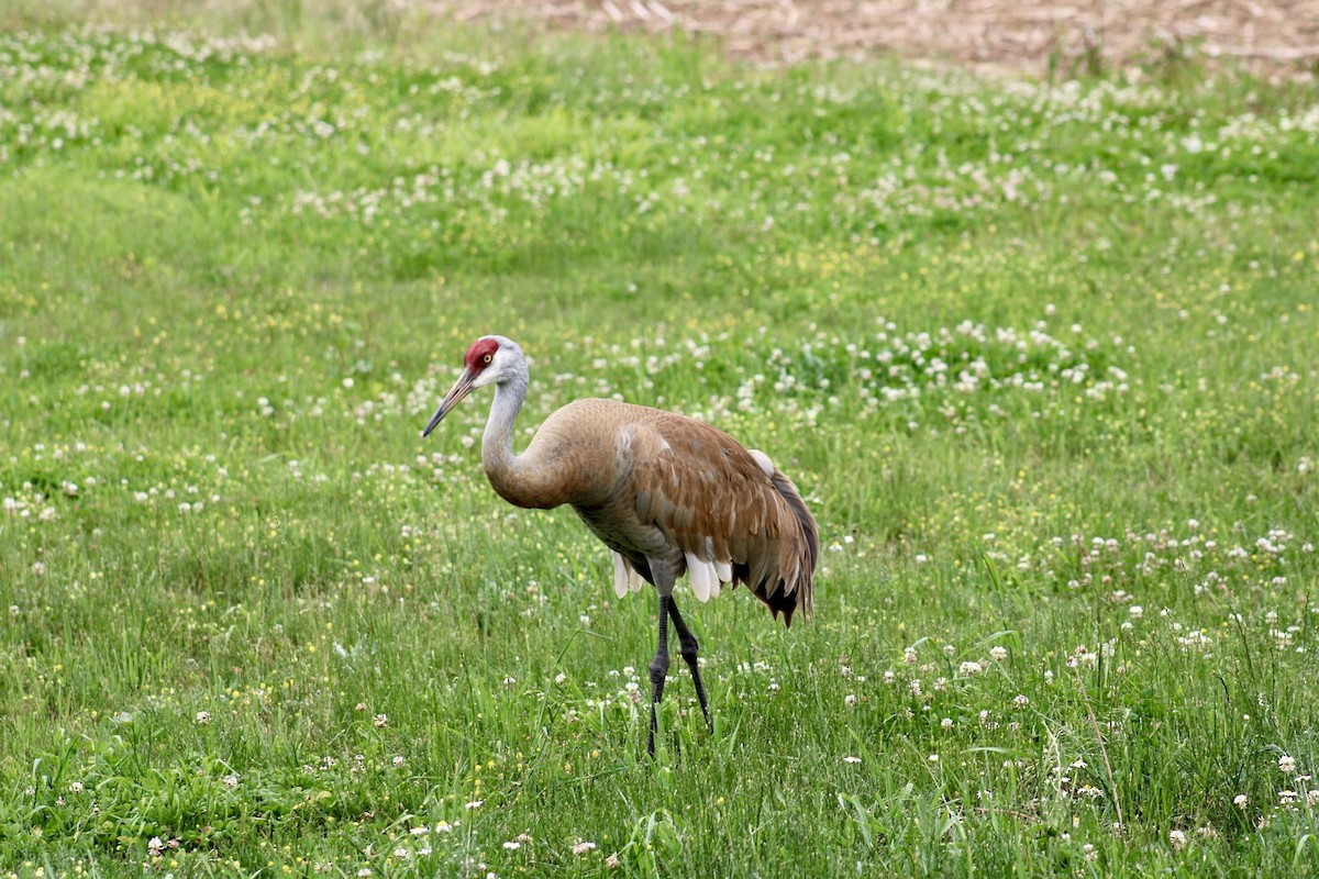 Sandhill Crane - ML619992805