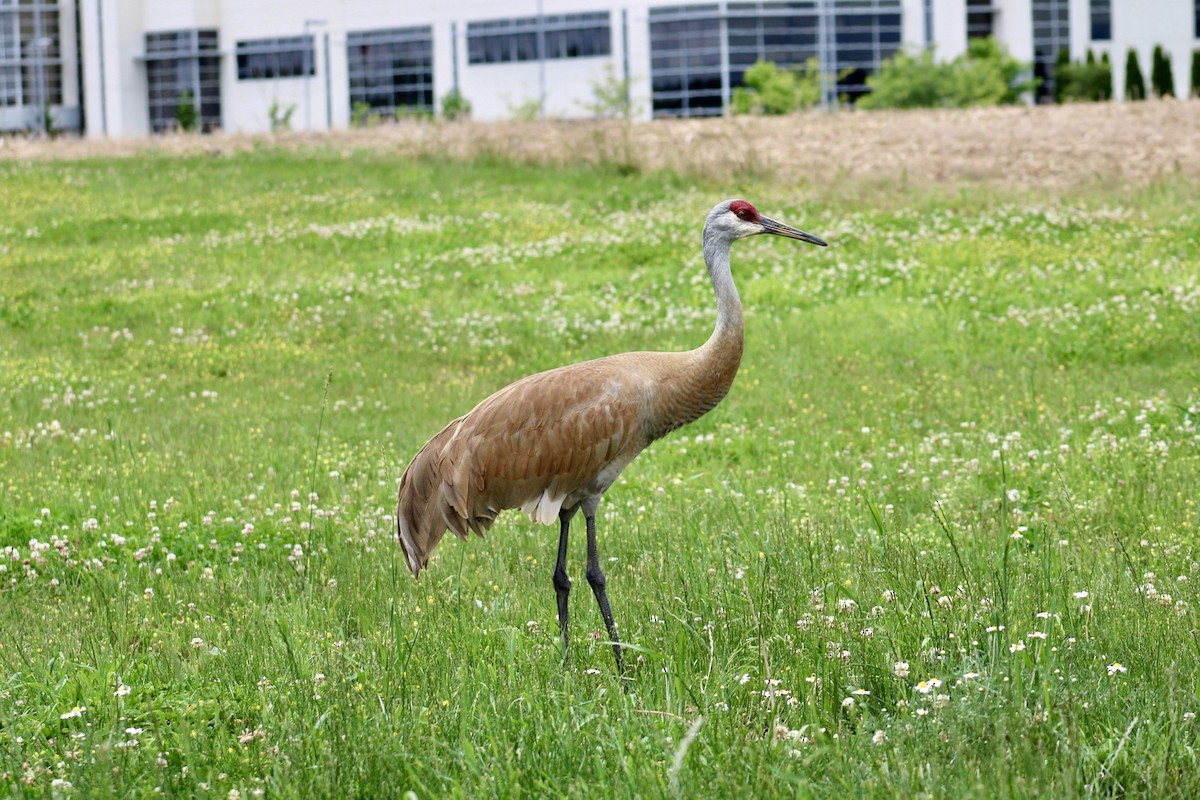 Sandhill Crane - ML619992807