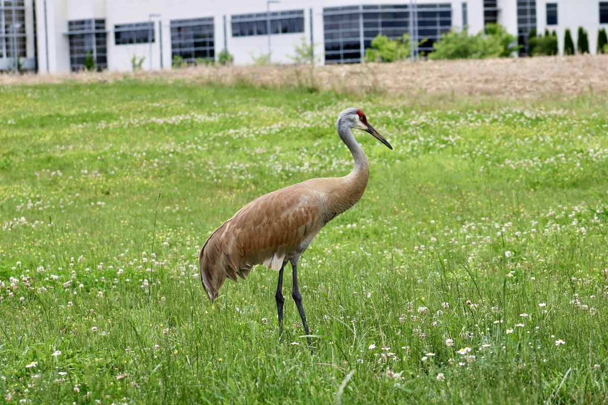 Sandhill Crane - ML619992808