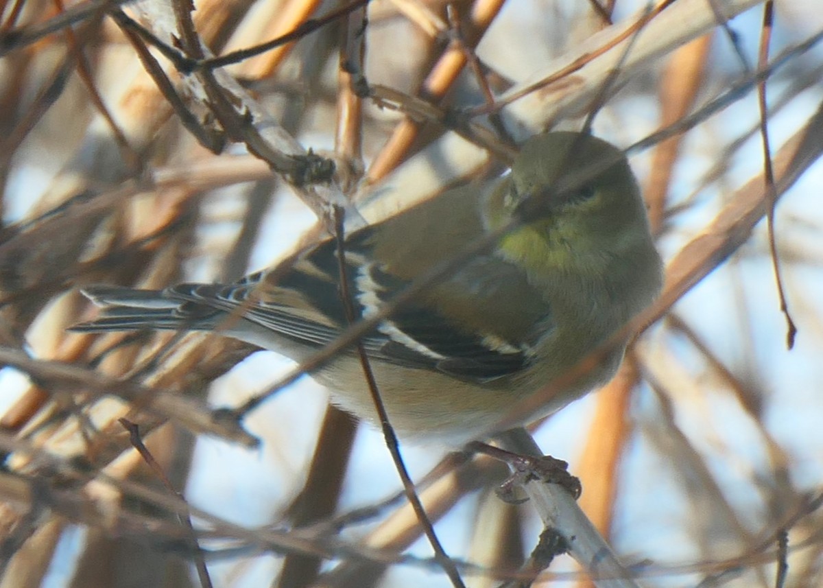 American Goldfinch - ML619992816