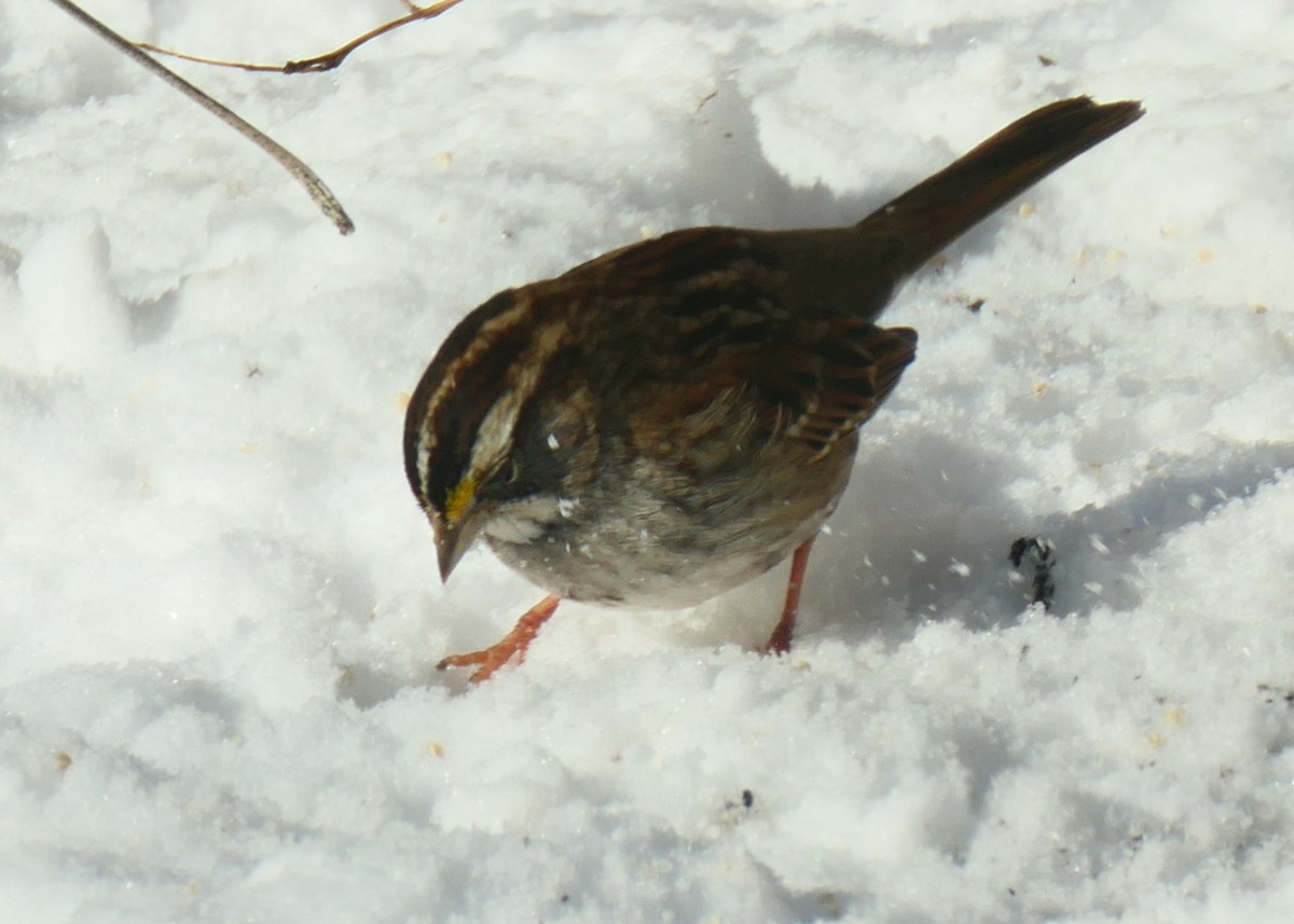 White-throated Sparrow - ML619992837