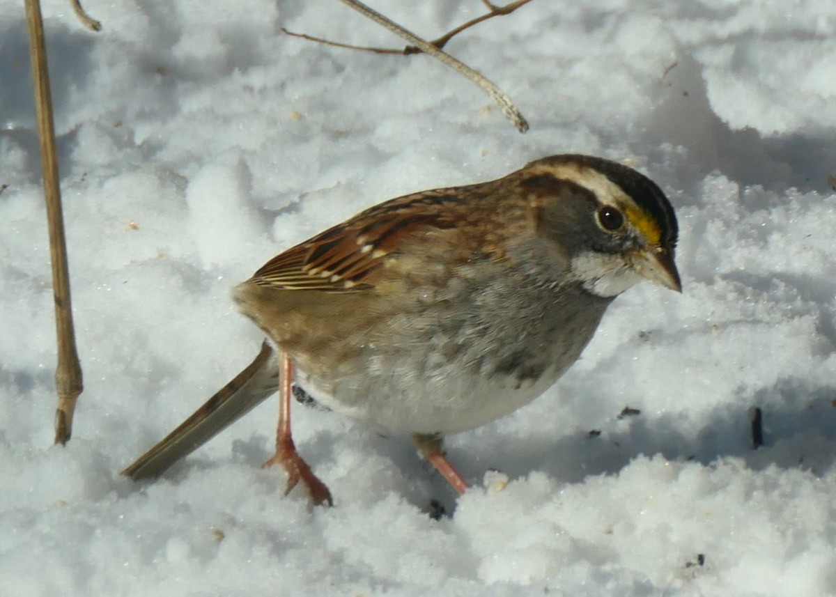 White-throated Sparrow - ML619992838
