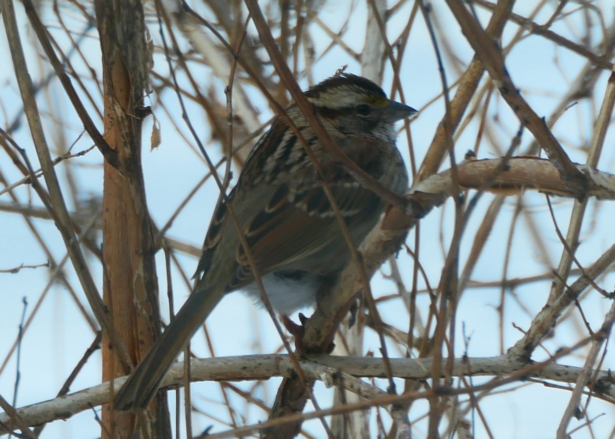 White-throated Sparrow - ML619992839