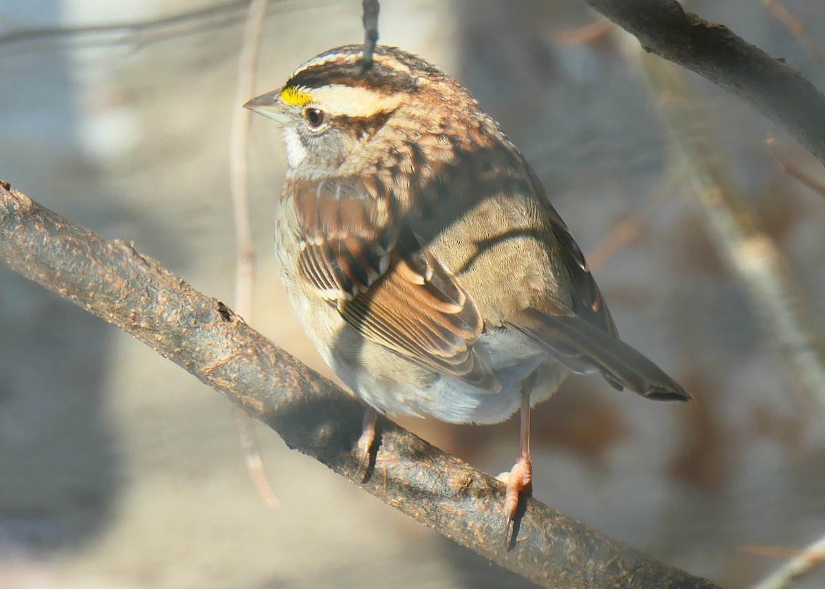White-throated Sparrow - ML619992840