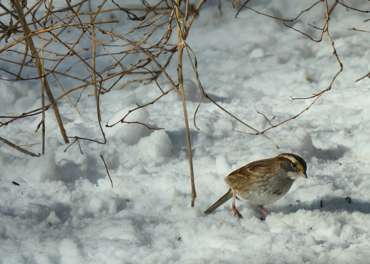 White-throated Sparrow - ML619992841