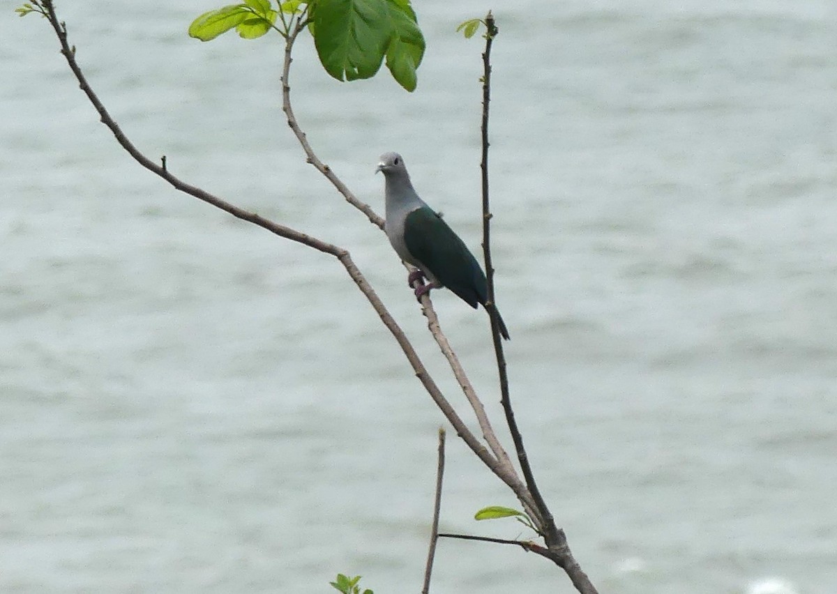 Green Imperial-Pigeon - ML619992846