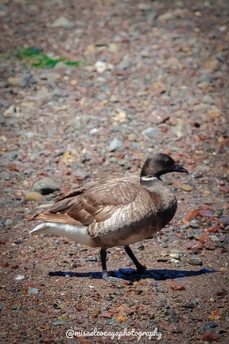 Barnacla Carinegra - ML619992851