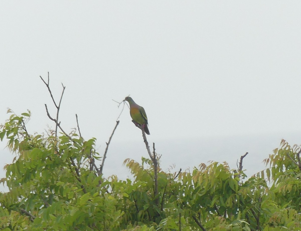 橙胸綠鳩 - ML619992852