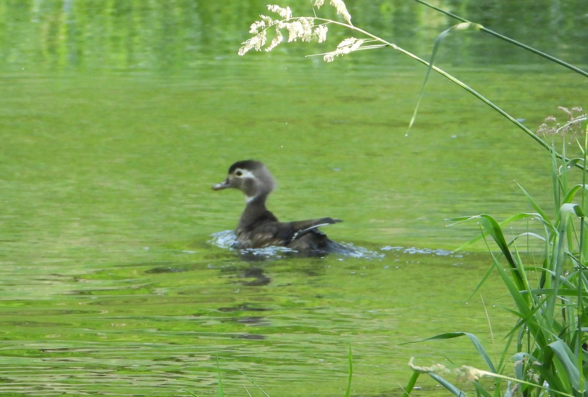 Wood Duck - ML619992860