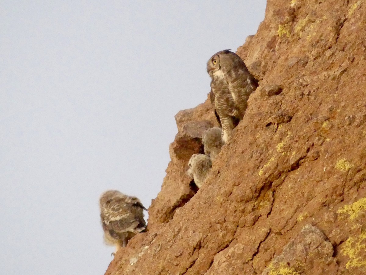 Great Horned Owl - ML619992861