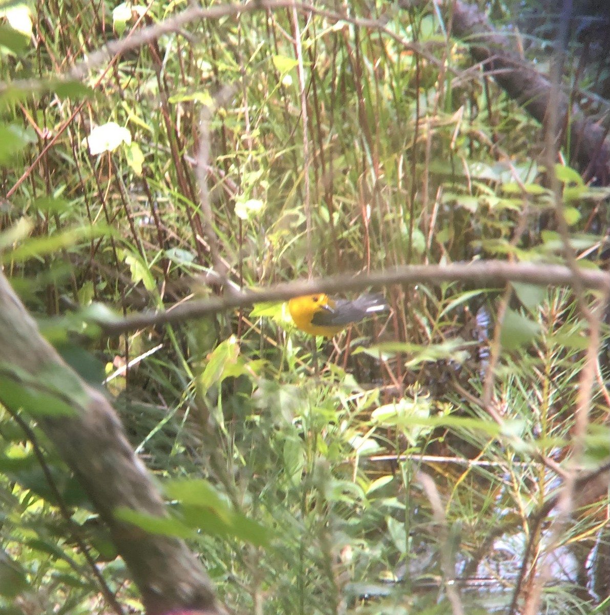 Prothonotary Warbler - ML619992867