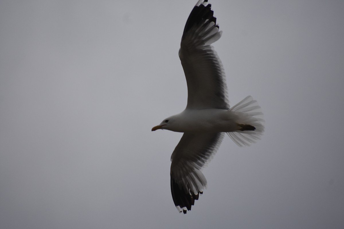 Gaviota Californiana - ML619992869