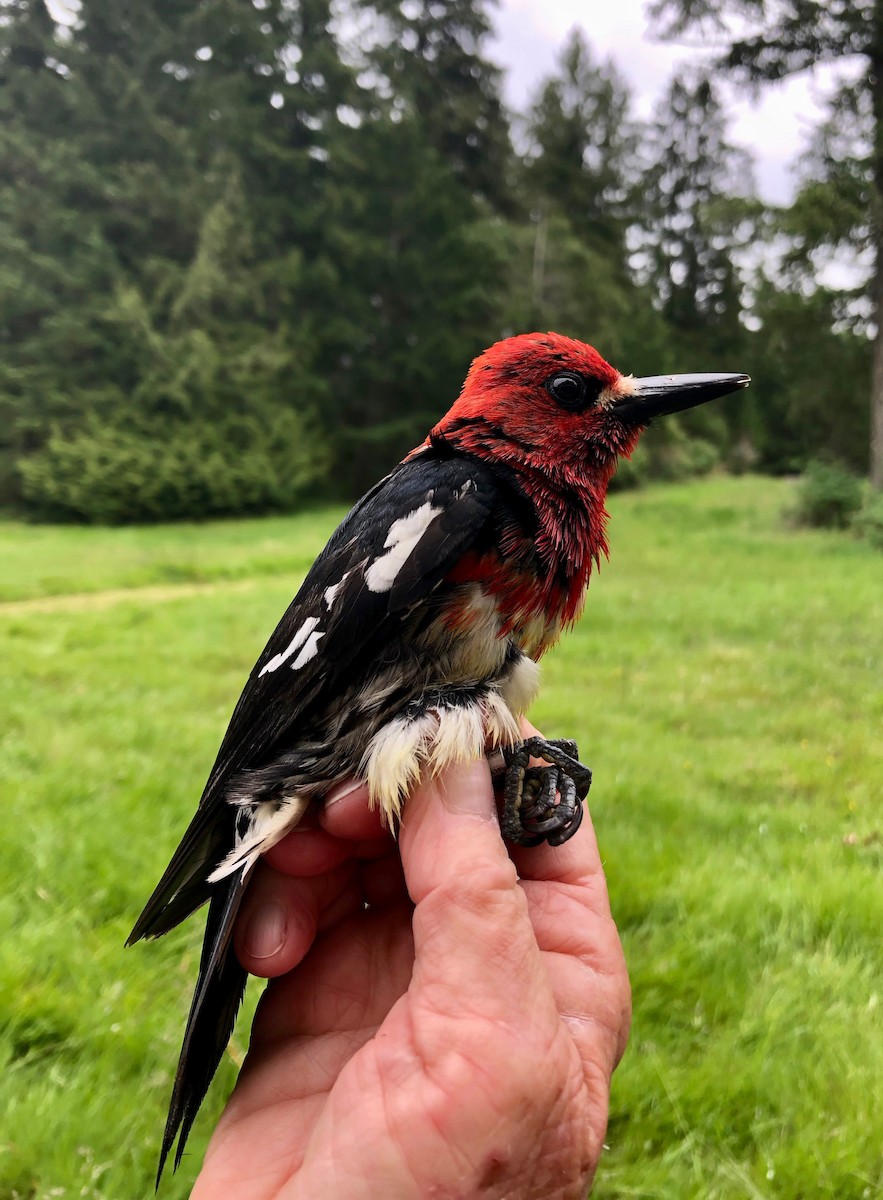 Red-breasted Sapsucker - ML619992870