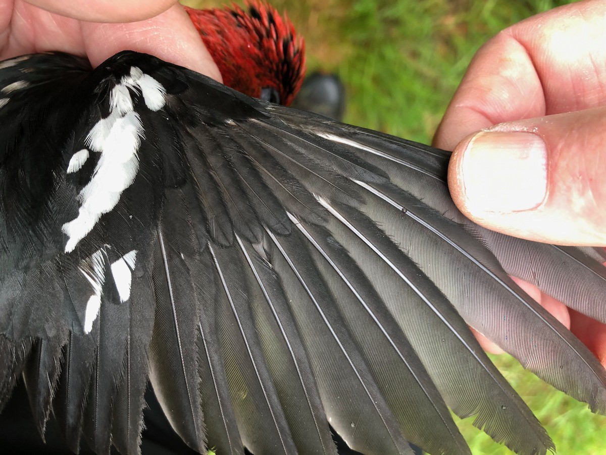 Red-breasted Sapsucker - ML619992877