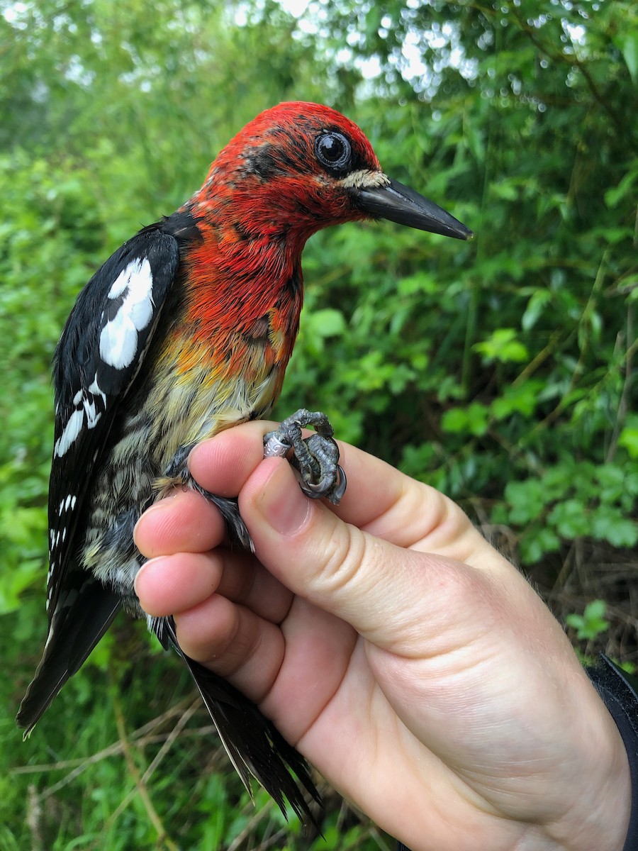 Red-breasted Sapsucker - ML619992883