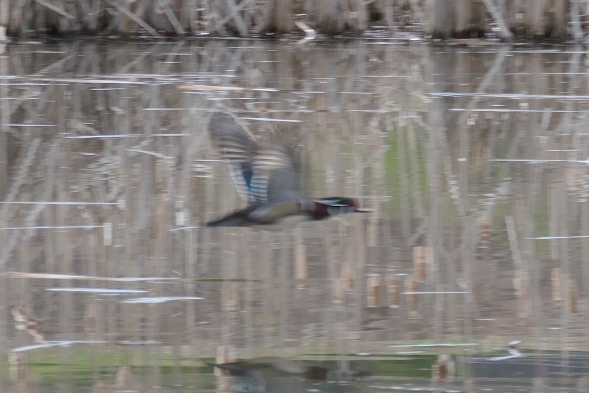 Wood Duck - ML619992890