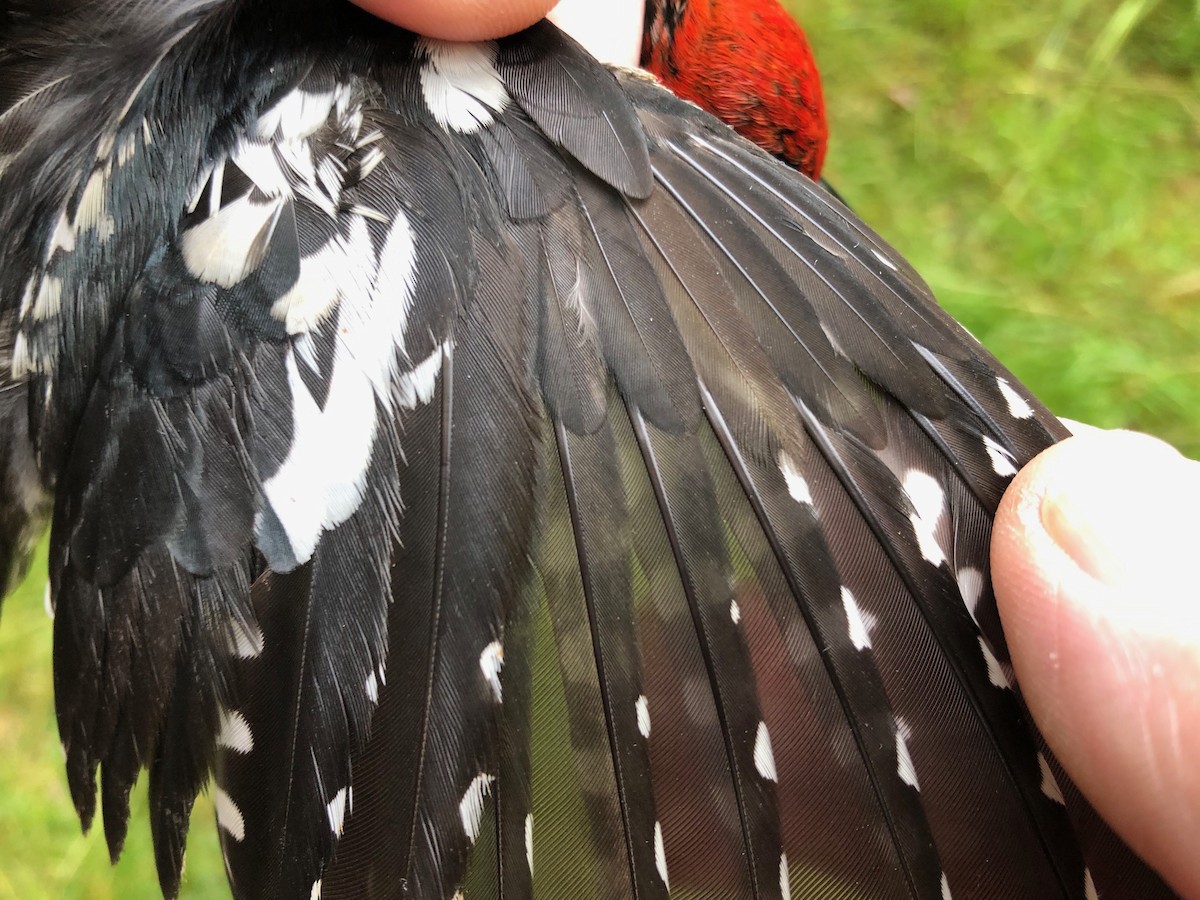 Red-breasted Sapsucker - ML619992892