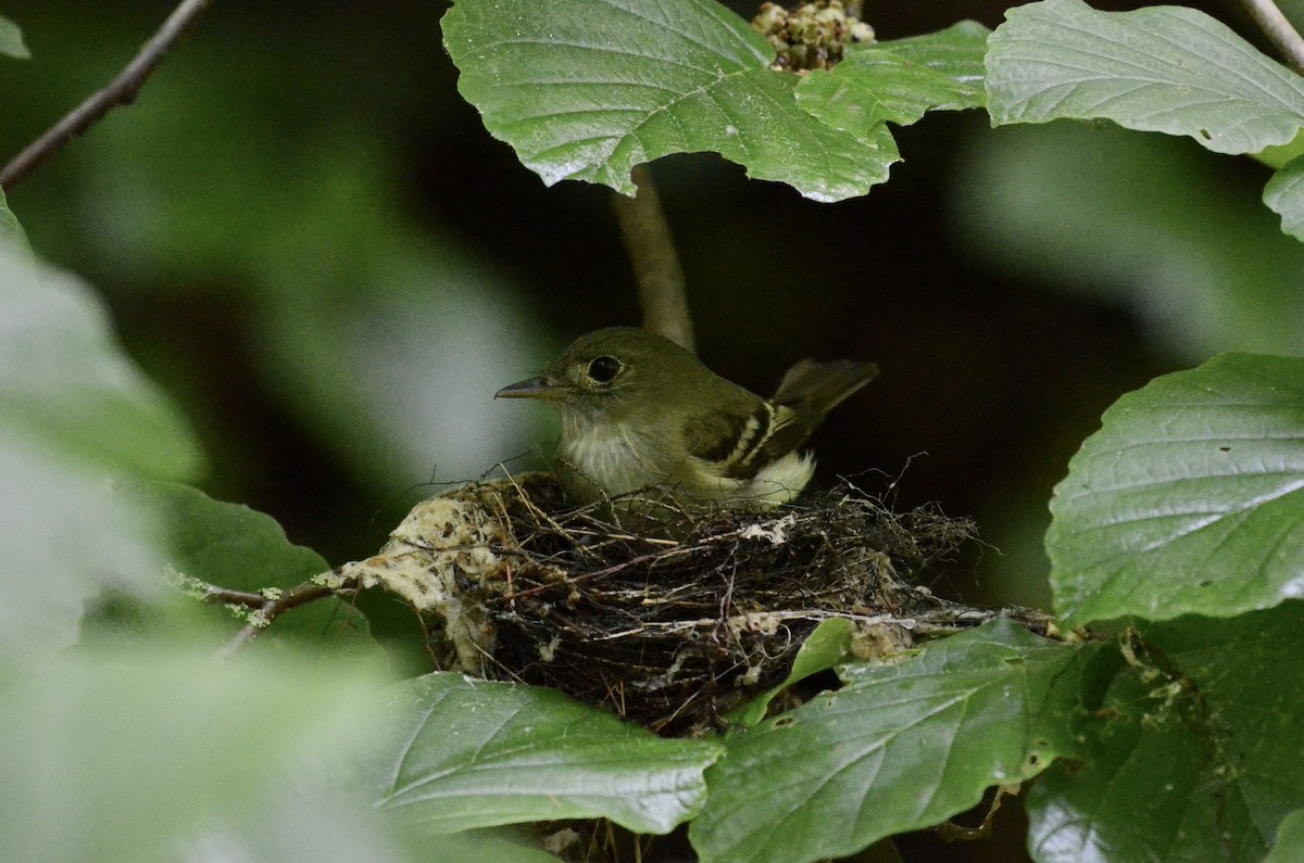 Acadian Flycatcher - ML619992904