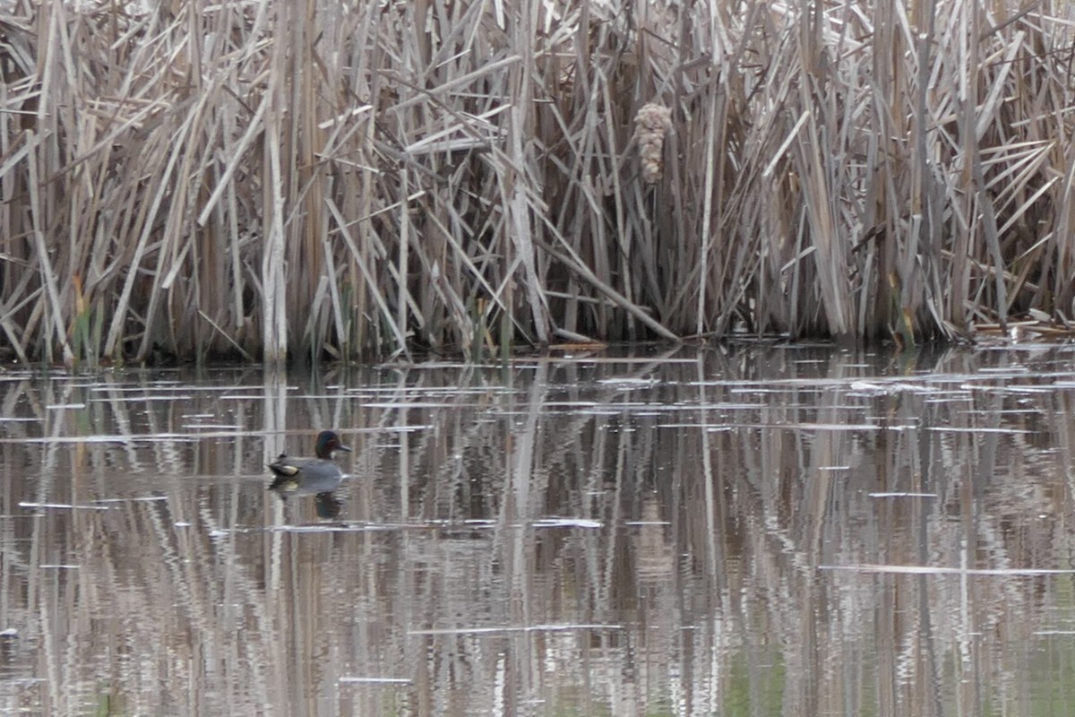 Green-winged Teal - ML619992911