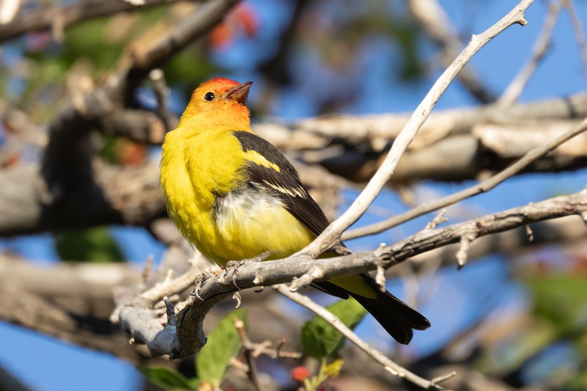 Western Tanager - ML619992926