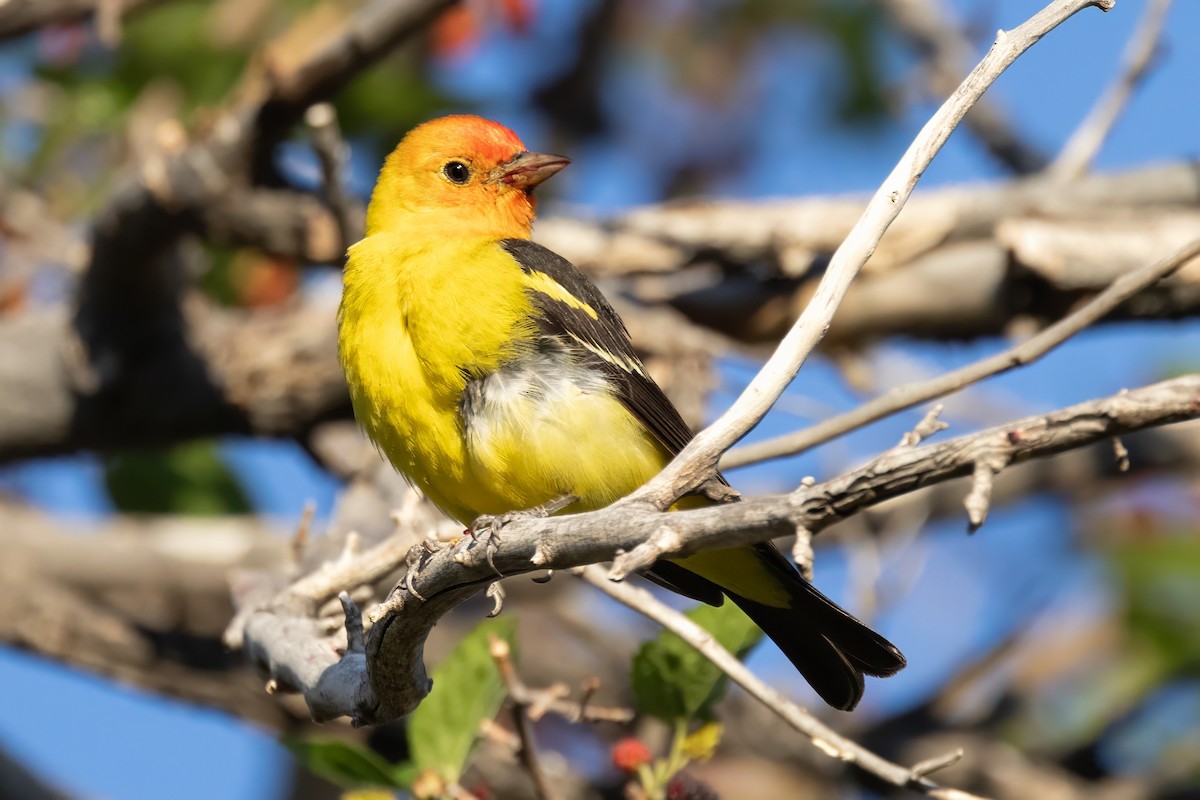 Western Tanager - ML619992929