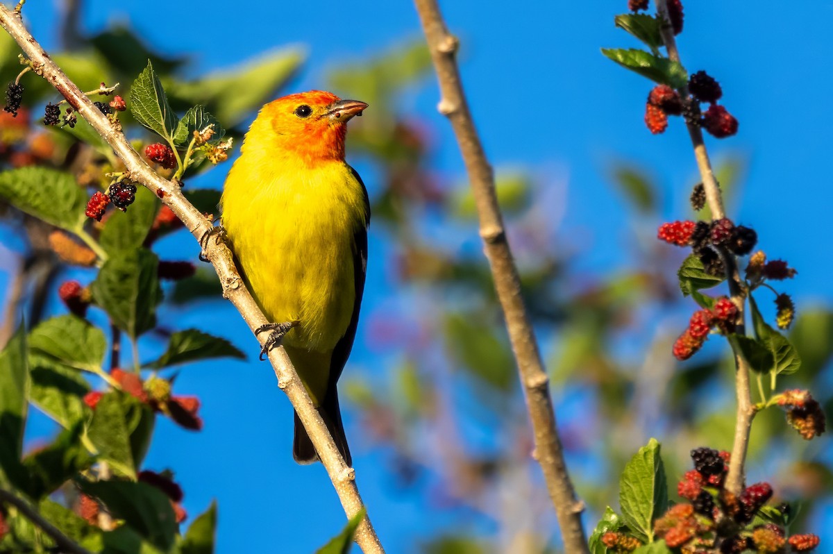 Western Tanager - ML619992930