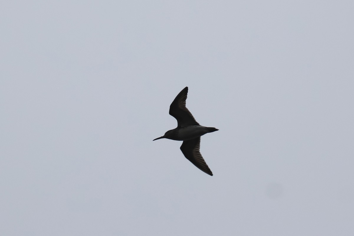 Broad-billed Sandpiper - ML619992932